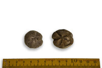 F 13042
<br/>
<br/>
<em></em>